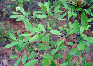 Gallberry or Inkberry berries and foliage on branch